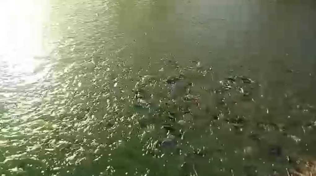 Prefeitura disponibiliza Bomba para Associação usar em represas de peixe